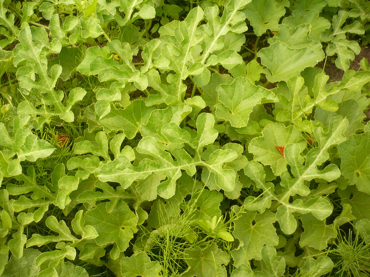 Citrullus lanatus (Cucurbitaceae)
